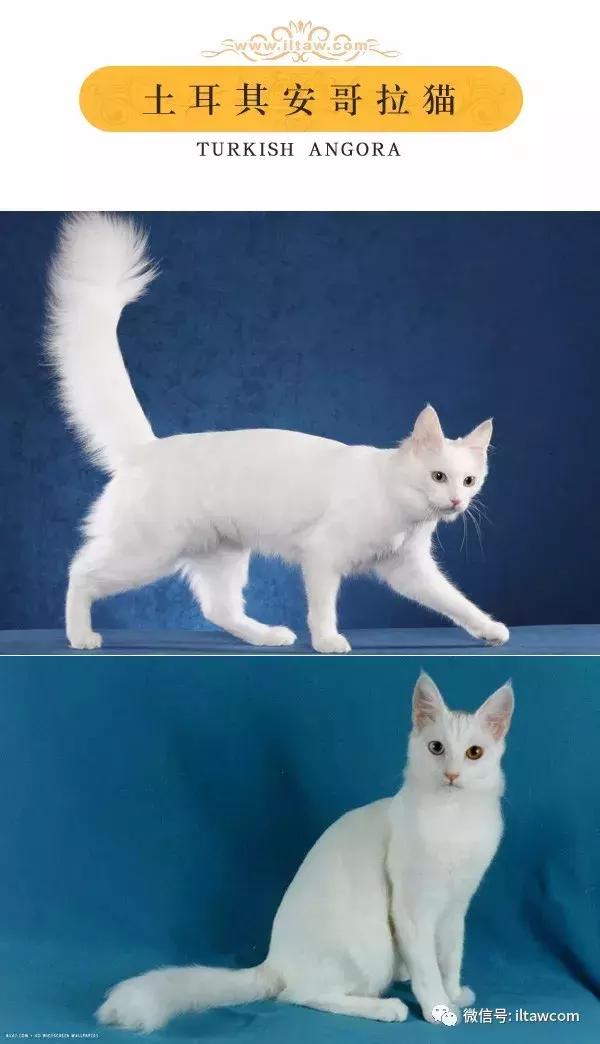 搜猫咪各种图片,世界猫咪图录