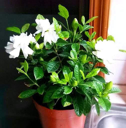 大叶牡丹栀子花黄叶干叶怎么补救,栀子花黄叶的原因及处理方法图片