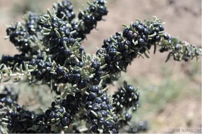 一学就会的致富经为何一做就成“致负经”，原因何在？