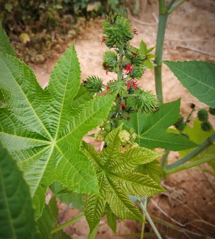 嘉实多润滑油标志,嘉实多润滑油新闻