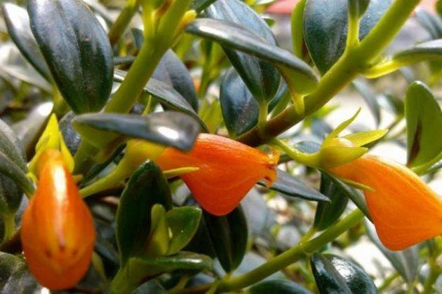 养吊兰的所有问题,吊兰为什么养一段就不茂盛了