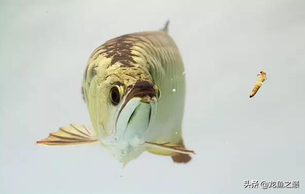 龙鱼单侧掉眼解决方法,龙鱼掉眼怎么治