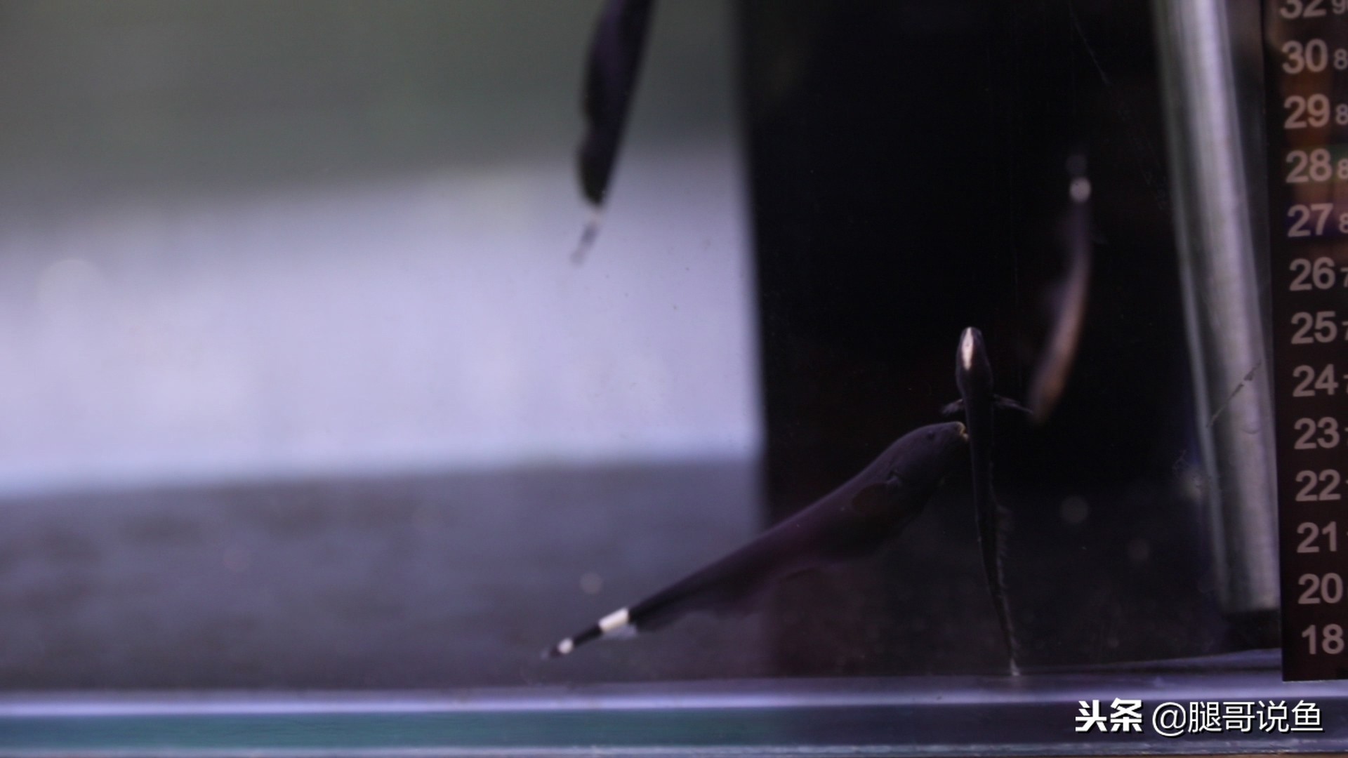 魔鬼刀可以混合养吗,魔鬼刀可以和什么鱼一起养