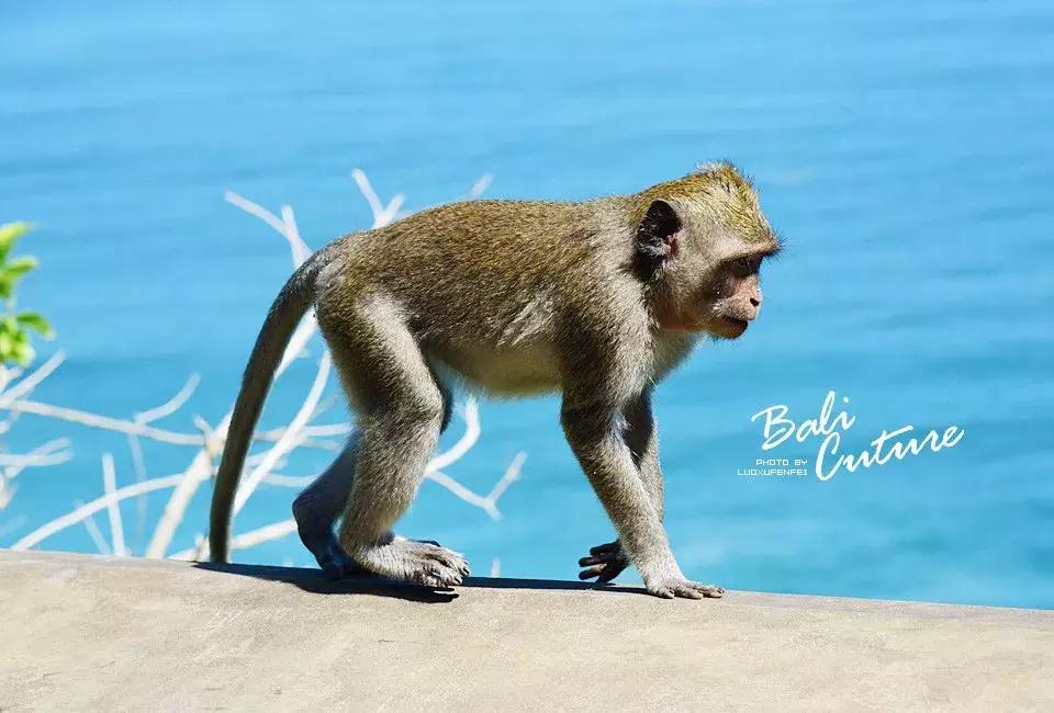 999玩转巴厘究竟嗨不嗨：香遇巴厘，南太平洋的风与海