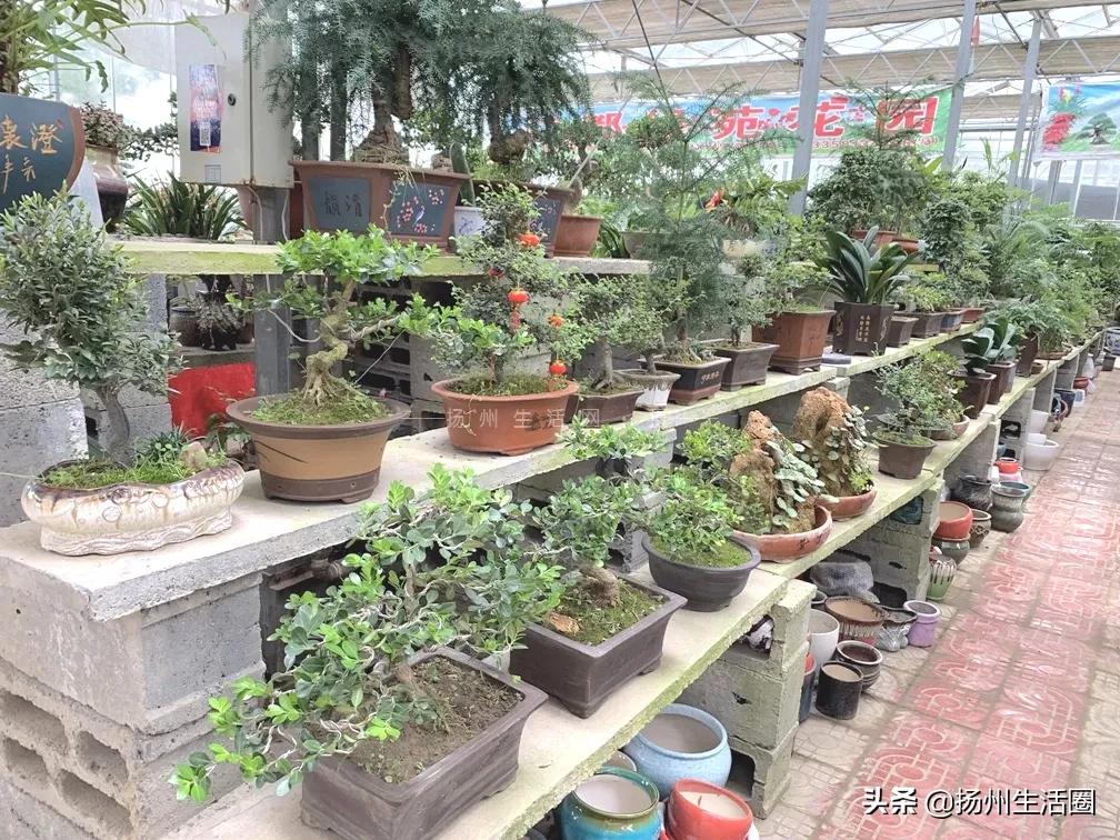 2元花盆批发清仓,2元花卉批发市场