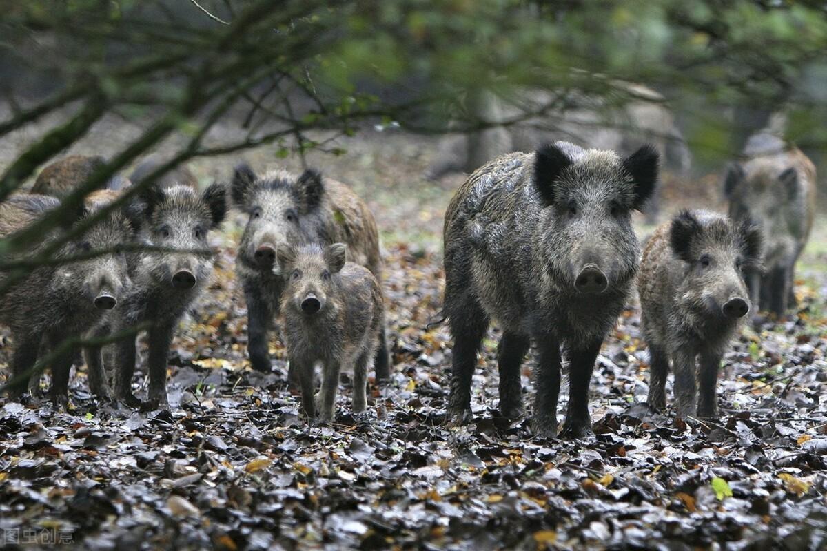我国野猪泛滥,无虎豹下,野猪称雄,允许猎杀为何不许吃肉?