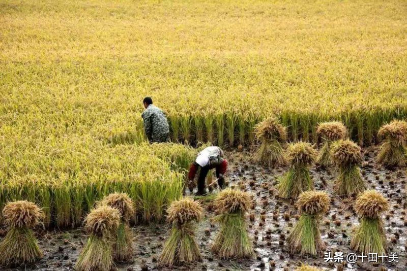 五常稻花香大米的特点是什么,五常稻花香大米的优势和特点
