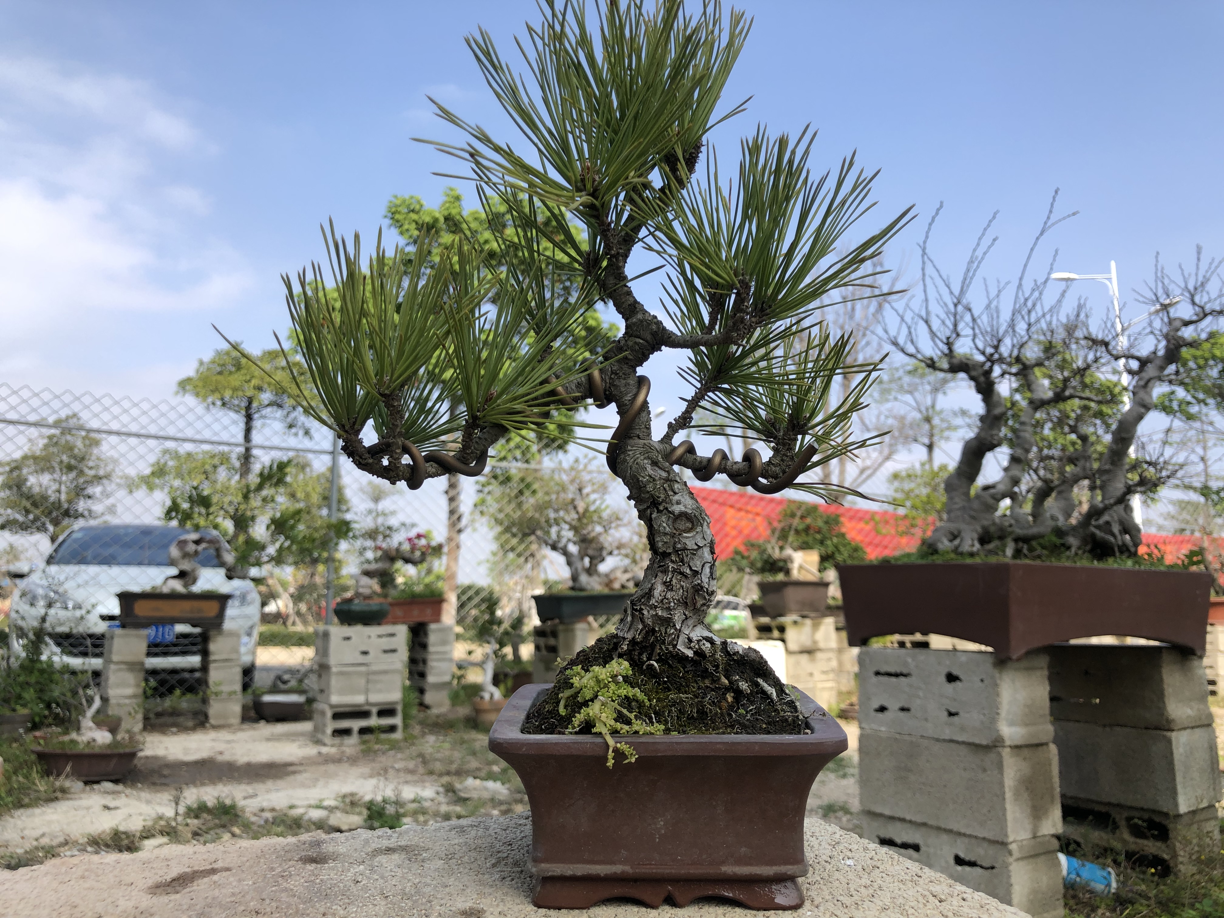 黑松盆景的养护方法是什么呢 (人工培养近10年的小黑松盆景造型)