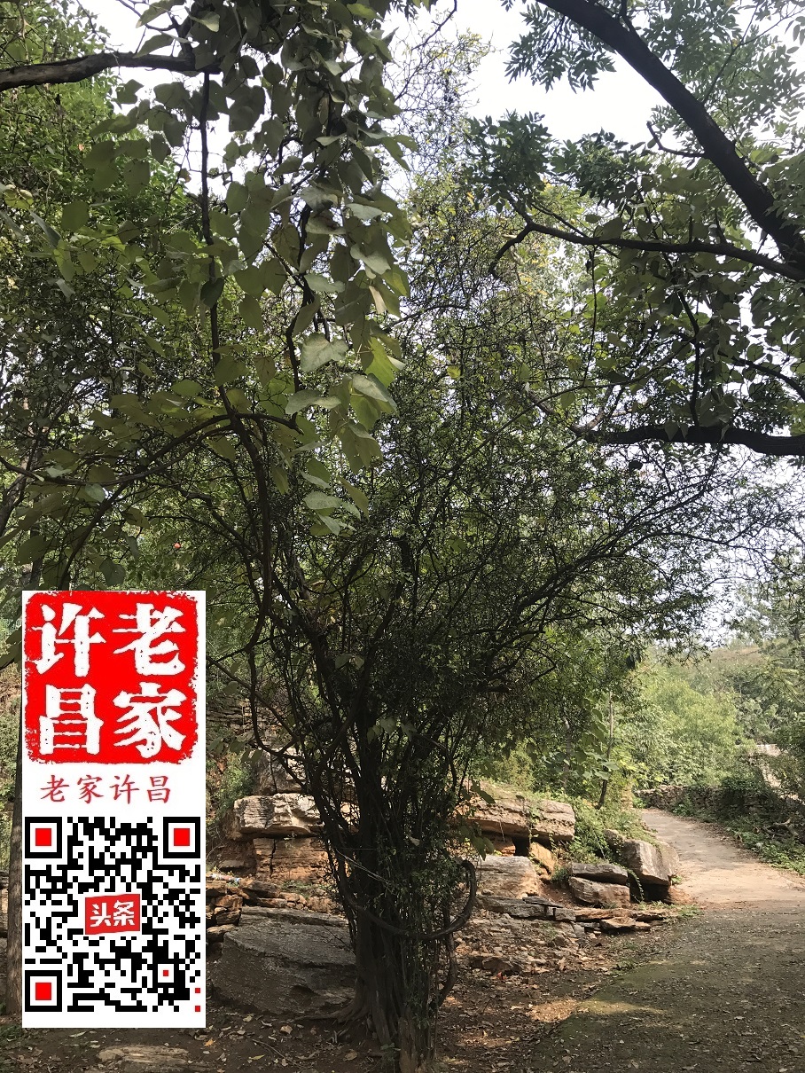 淡淡的乡愁油然而生,淡淡的乡愁完整视频