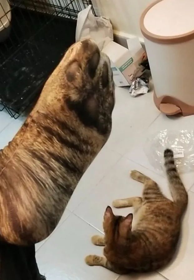 这位老爸是资深猫奴，买了双猫爪袜子跟猫咪显摆，把它们吓坏了