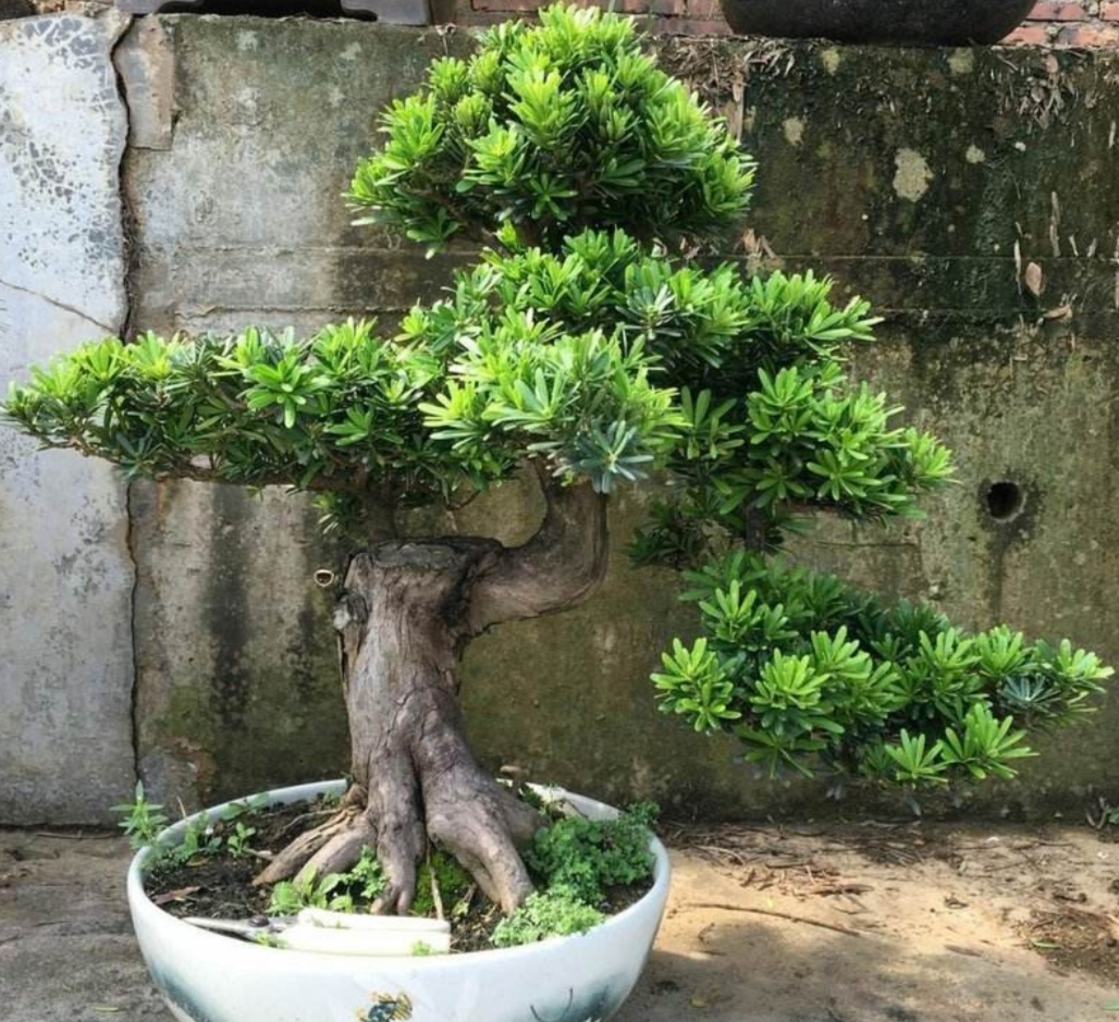 罗汉松盆景养殖方法和注意事项,罗汉松盆景怎么养长得好