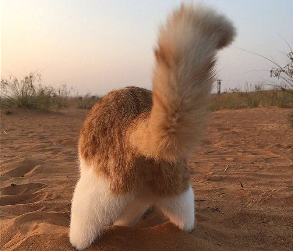 橘猫被铲屎官收养后秒变睡神,流浪橘猫被铲屎官收养后秒变睡神