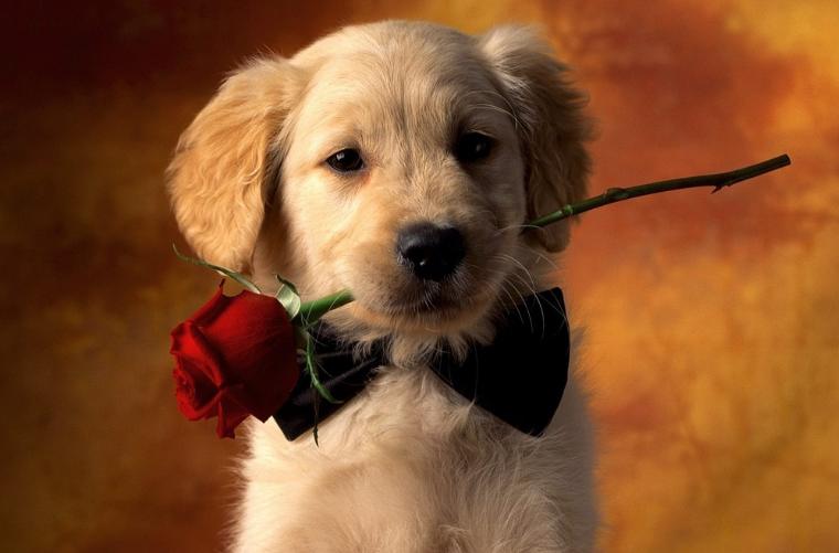 金毛每日吃多少,金毛一天要吃几顿一顿吃多少量