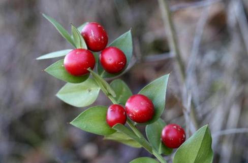 长着叶的模样，干着叶的活，为什么不给它叶的名分