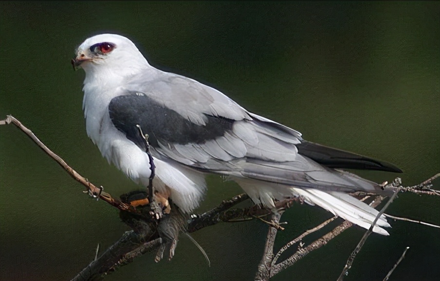 东江揽胜,惠州淡水常见鸟类图谱