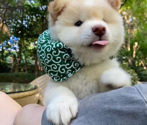 狗界无攻击性犬种哈士奇上榜,哈士奇在狗界中排名第几