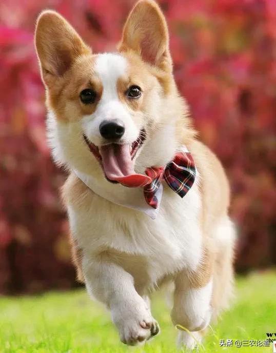 农村治狗皮肤病偏方,兽医治疗狗癣的最好方法