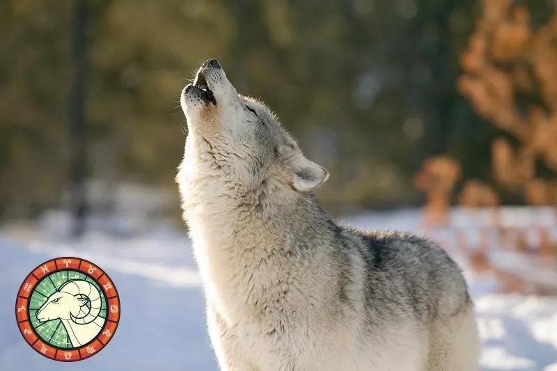 十二星座运势野兽,如何知道自己星座最适合的动物