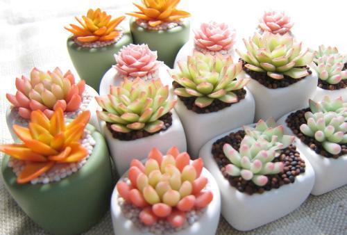 多肉长虫没有药怎么办,多肉长虫怎么治