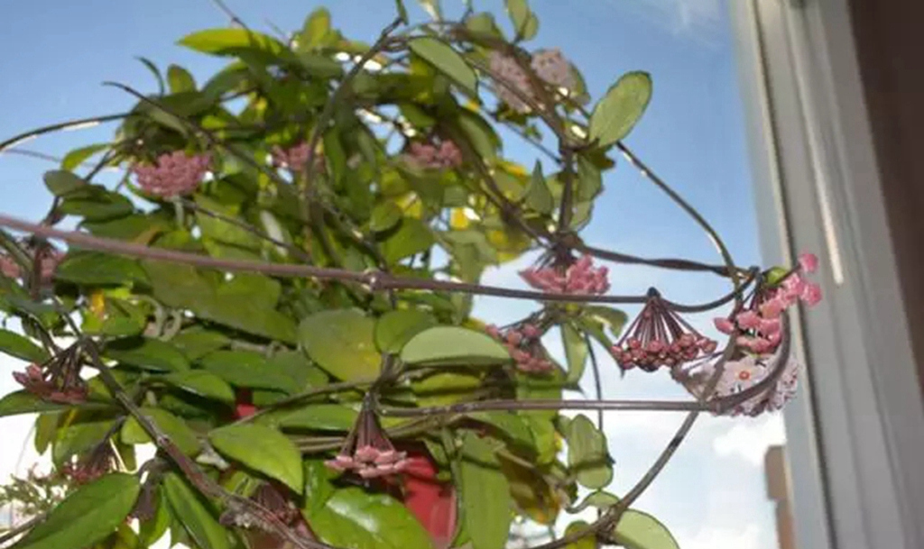 球兰怎么才能开花多,球兰用什么肥可以爆花