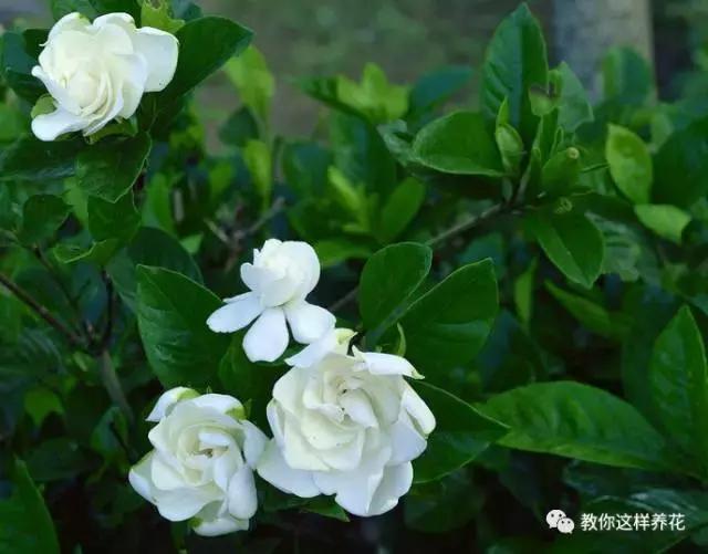 这5种花不仅好看好闻还能食用,北方易养的四季开花的木本花