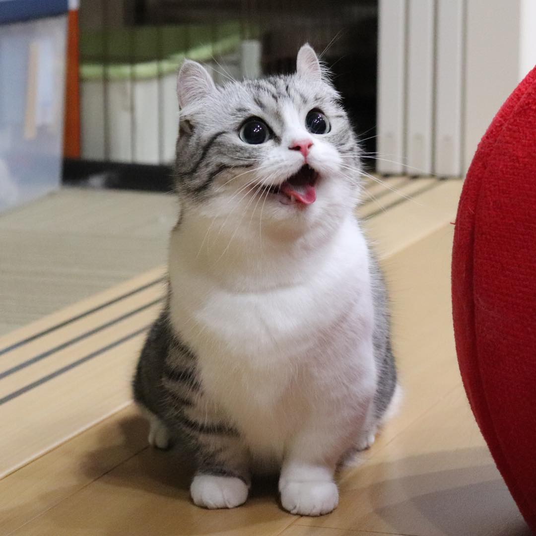 铲屎官熬夜怎么让猫咪乖乖睡觉,猫咪晚上不睡觉铲屎官该怎么办