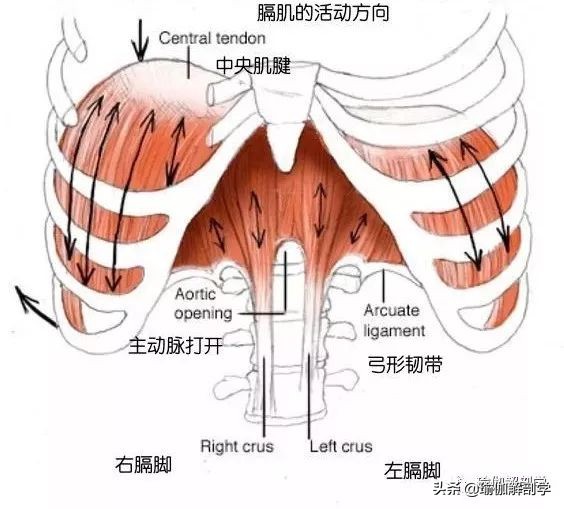 肩颈疼痛不能用力,肩颈疼不能转头怎么办