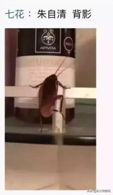 夏天最爱登门拜访惠州人的虫子，满屏全都是惊吓