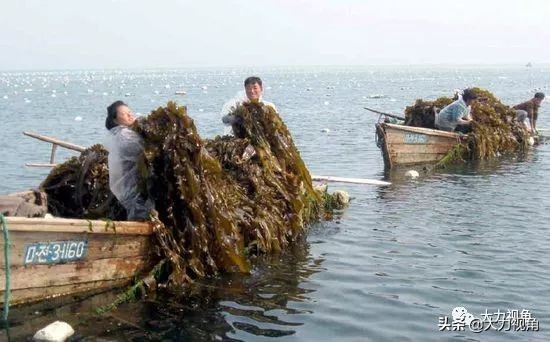 收藏海参干货,朝鲜有哪些有收藏价值的东西