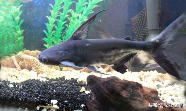 淡水鲨鱼到底要如何养,淡水鲨鱼的饲养视频