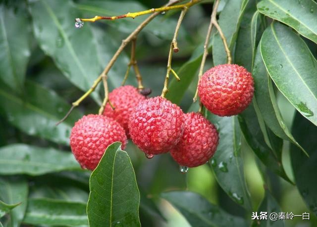 世界最好的蜂蜜品牌排行榜及产地,什么品种的蜂蜜最好最正宗