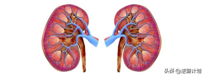 低碳饮食引起痛风能恢复吗,低碳饮食尿酸升高会痛风么