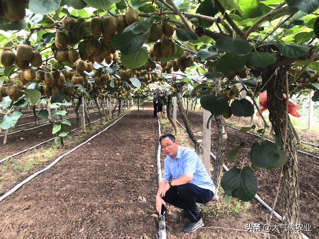 眉县猕猴桃合作社名单,眉县猕猴桃专业合作社