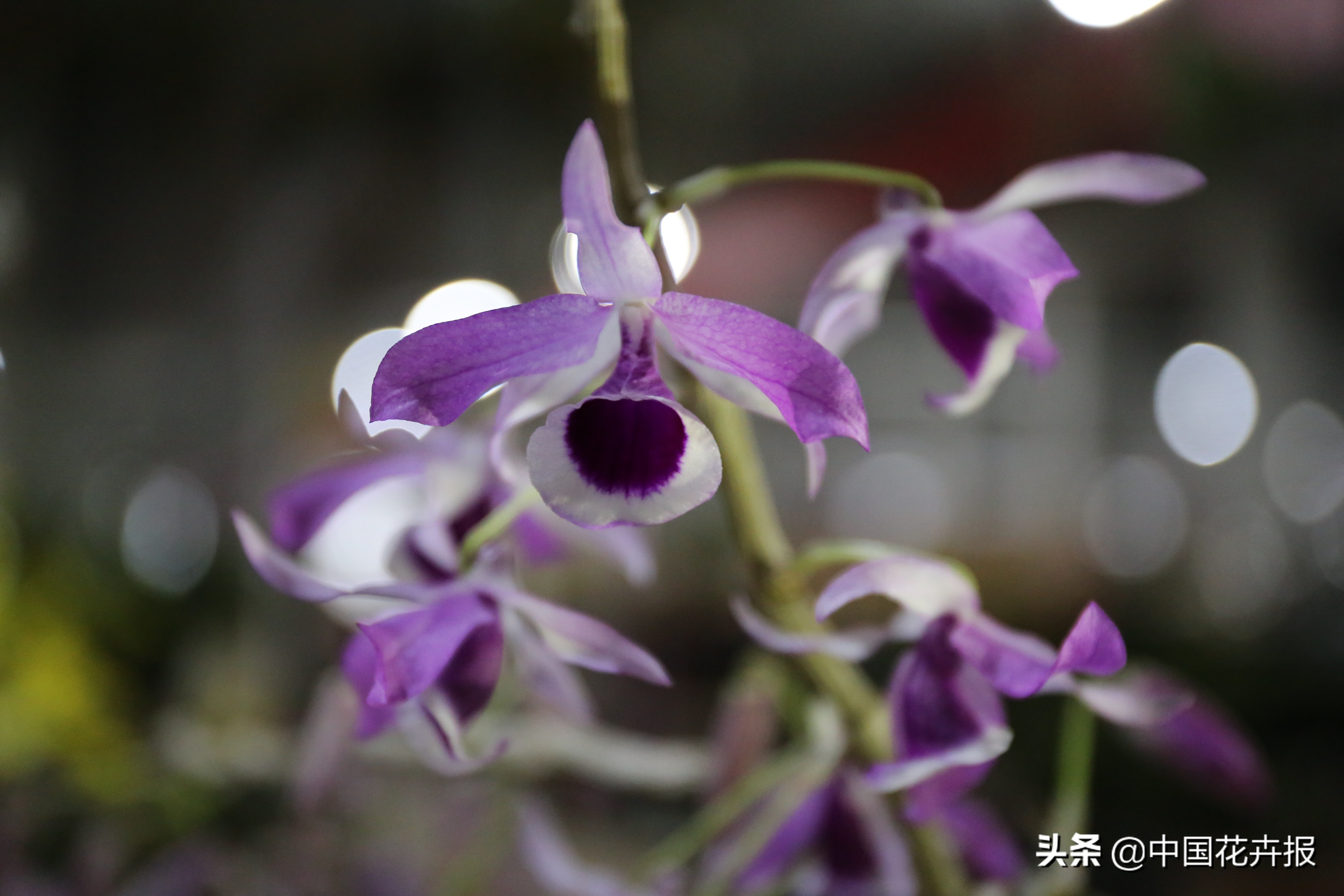 父亲节来了给爸爸买点啥,父亲节来了要给爸爸送些什么呢