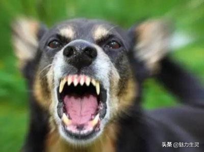 遇到恶狗咬人怎么办抖音视频,遇到咬人的恶狗应该拿什么反抗