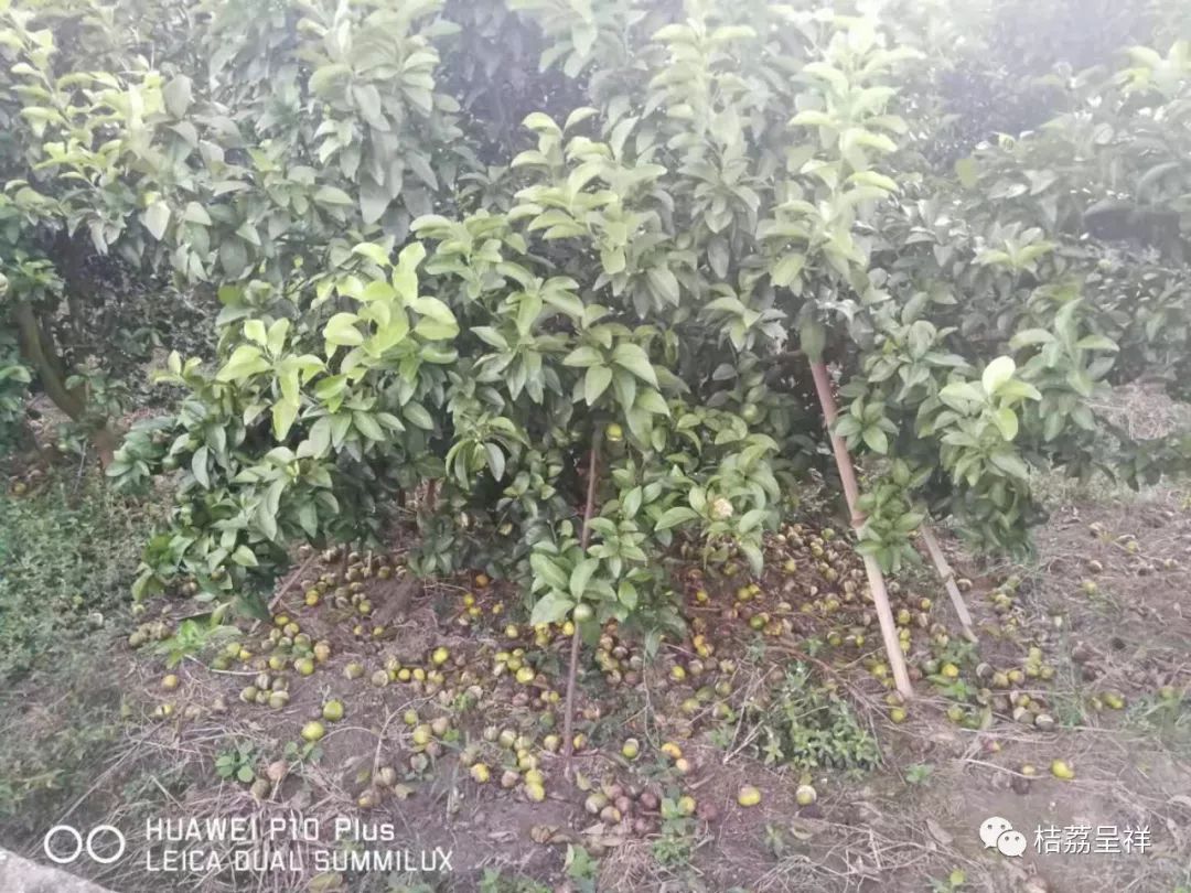 今年柑桔春季管理,柑桔种植全年管理计划