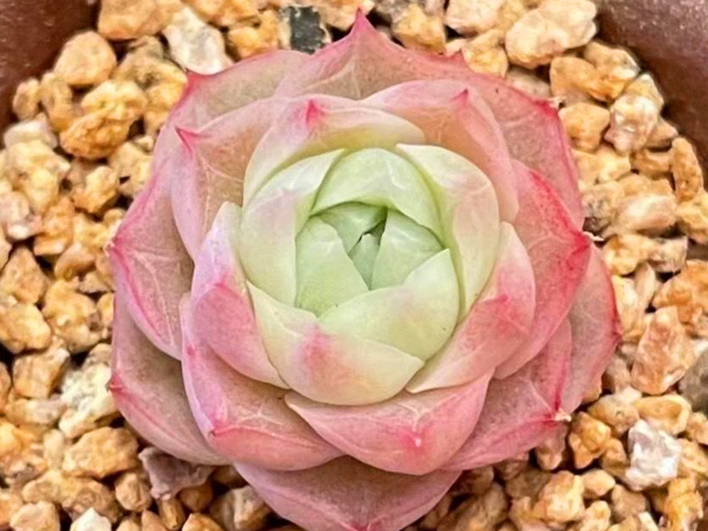 多肉怎么养不长高只长胖,多肉怎么养才能长胖