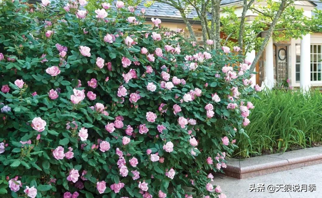 哪些月季品种抗病强,抗病性好月季有哪些