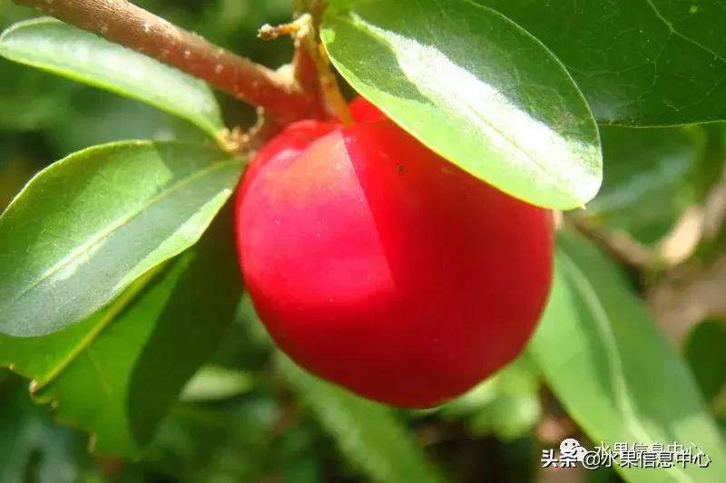 针叶樱桃不是樱桃,针叶樱桃与山樱桃一样吗