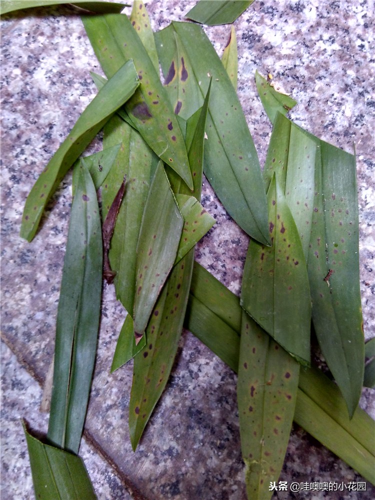 专治兰花黑斑,兰花的黑斑病用大蒜可以治疗吗