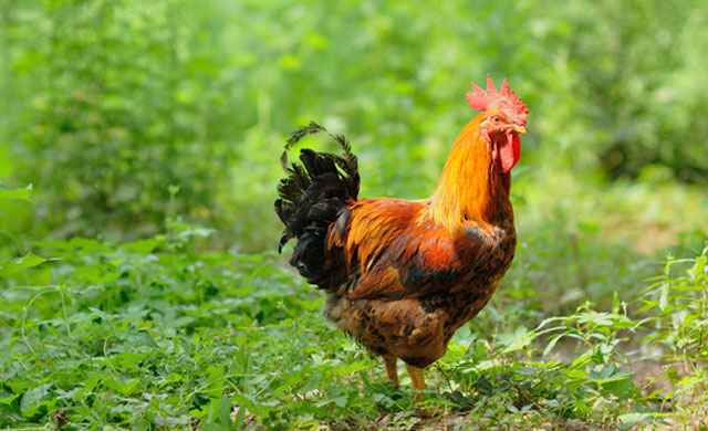 鸡张嘴伸脖怪叫,鸡张嘴伸头是什么问题