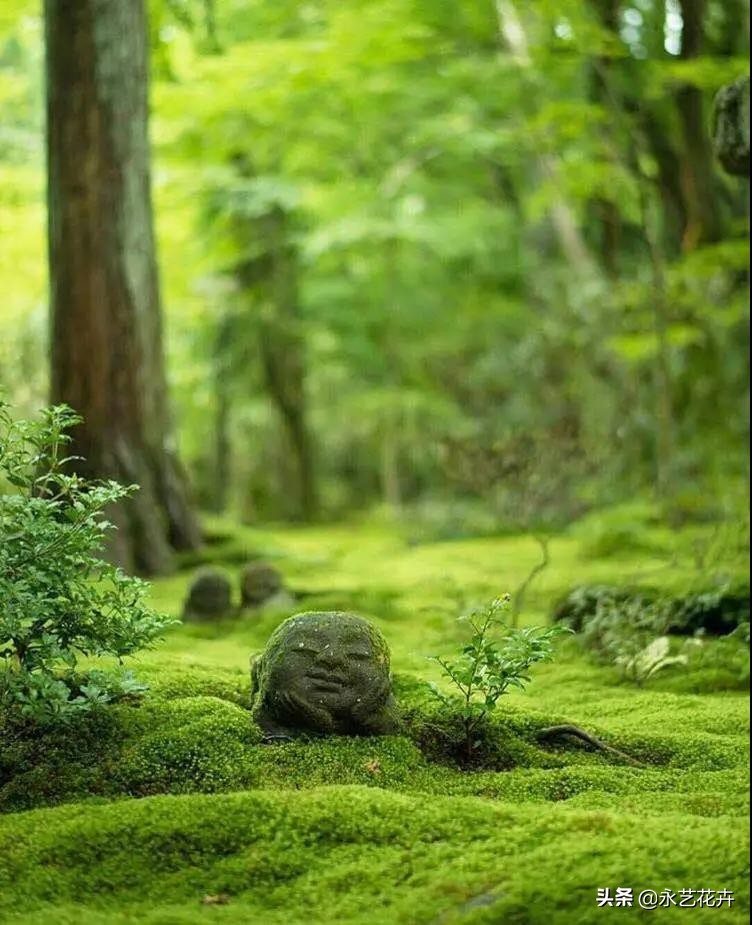 永生花苔藓植物墙,永生苔藓的价格