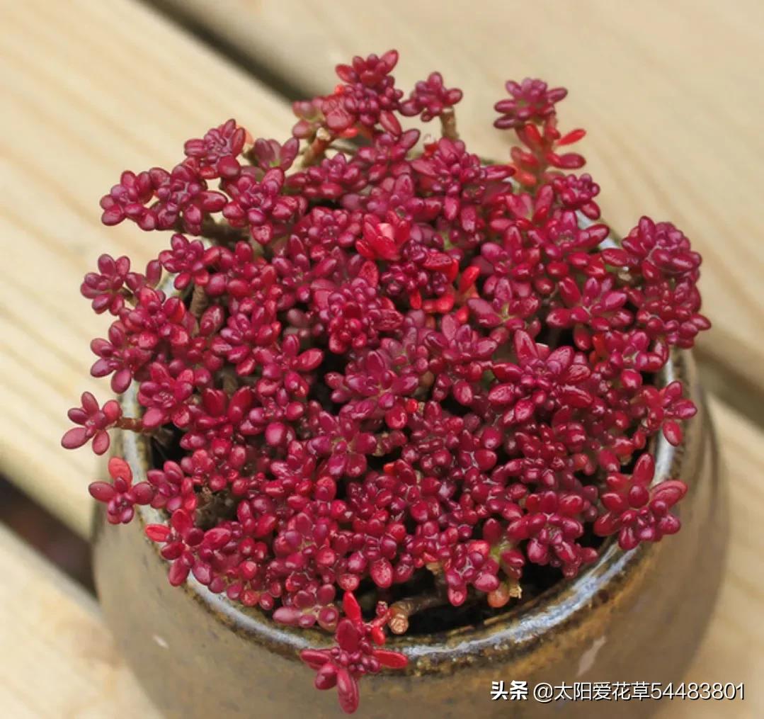 紫米粒多肉植物怎么养,紫米粒多肉夏季