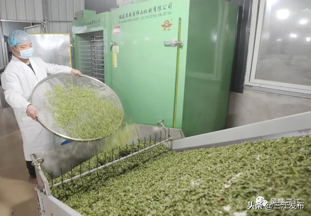 侗乡赶制早春茶,春茶上市喝真茶还是套路