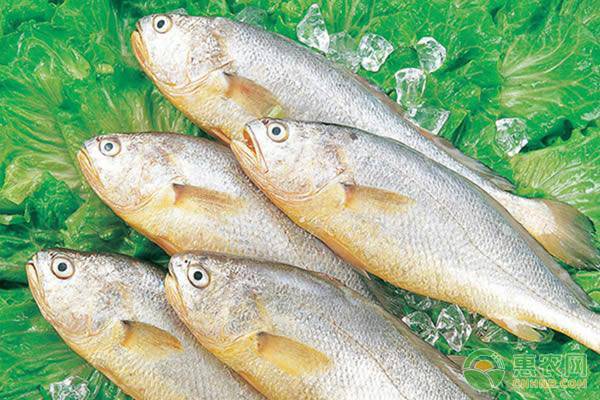 养殖黄花鱼的价格多少钱一斤啊,养殖黄花鱼与天然黄花鱼的鉴别