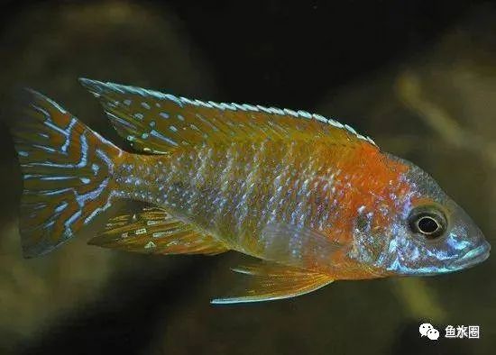 三湖慈鲷马鲷孔雀鱼多久发色,三湖慈鲷鱼之马鲷鱼