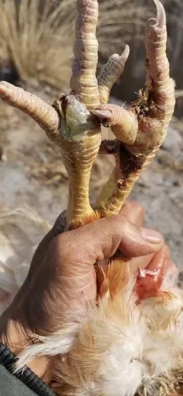 怎样养好青年鸡,鸡滑膜炎好治吗