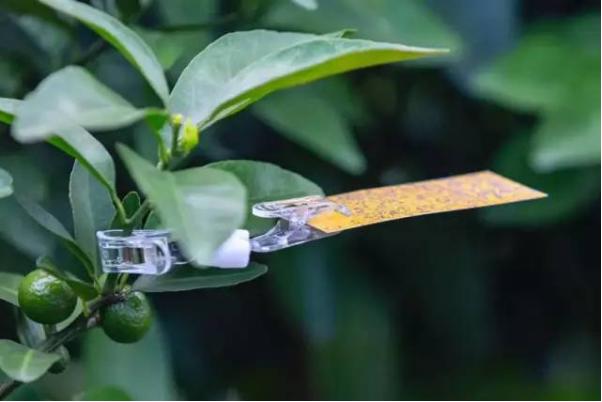 我国最好的农业无人机,中国农业无人机种田