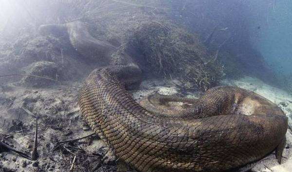 亚马逊丛林有什么危险的东西,亚马逊丛林究竟多可怕