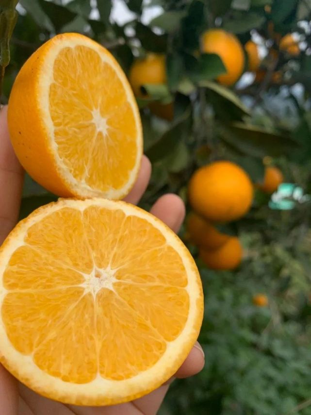 麻阳冰糖橙现摘现发,橙子采摘季麻阳冰糖橙